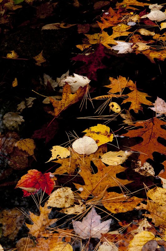 Floating Fall Leaves Keewaydin Lake Maine (ME-75658n).jpg