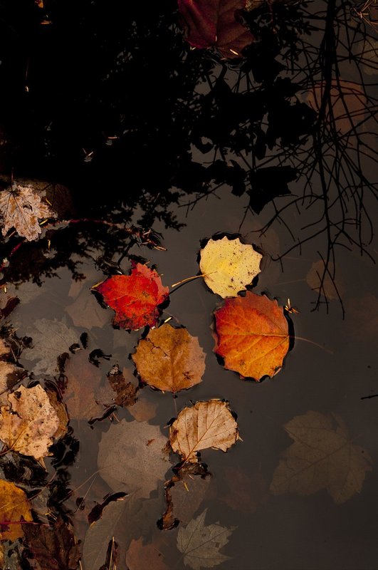 Floating Leaves Keewaydin Lake Maine (ME-755241).jpg