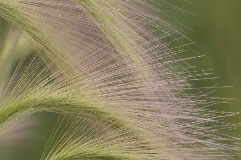 Foxtail Barley Gore Range Colorado (70187).jpg