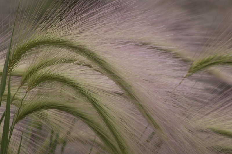 Foxtail Barley Gore Range Colorado (70199).jpg