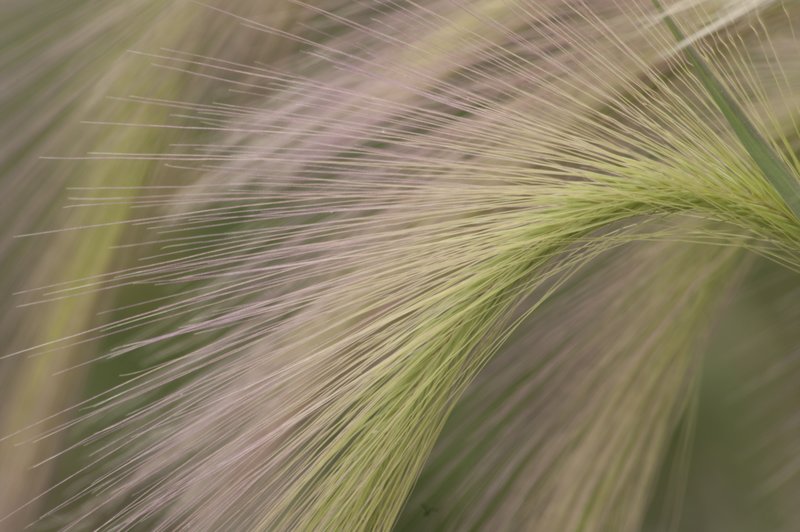 Foxtail Barley Gore Range Colorado 70188.jpg
