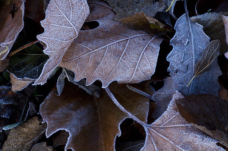 Frost on Dark Leaves 77561-1.jpg
