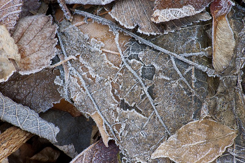 Frost on Leaves Tippecanoe County Indiana 0688-1.jpg