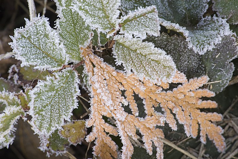 Frosted Leaves and Cedar (0596).jpg