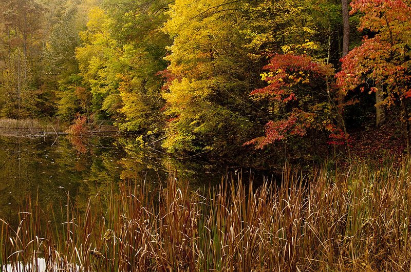Grass and Fall Colors Great Smokies (GS-76114).jpg