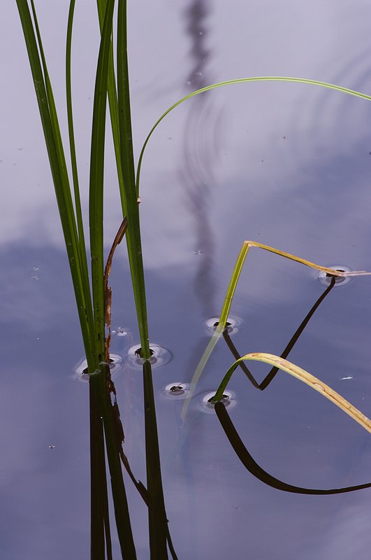 Grass and Pond Lake Irene Rocky Mountain NP (0421-1).jpg