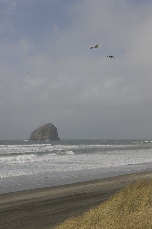 Haystack Rock and Seagulls Pacific City Oregon.jpg