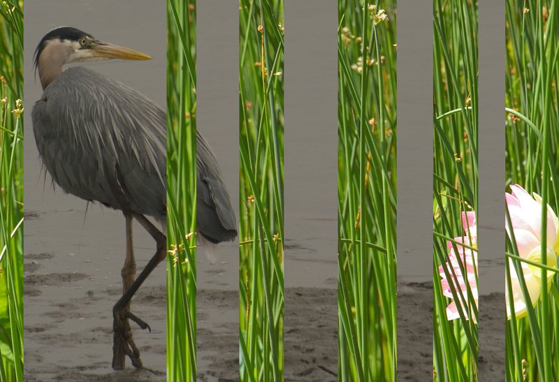 Heron in Reeds Oregon and Colorado.jpg