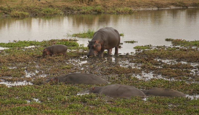 Hippo and baby.jpg