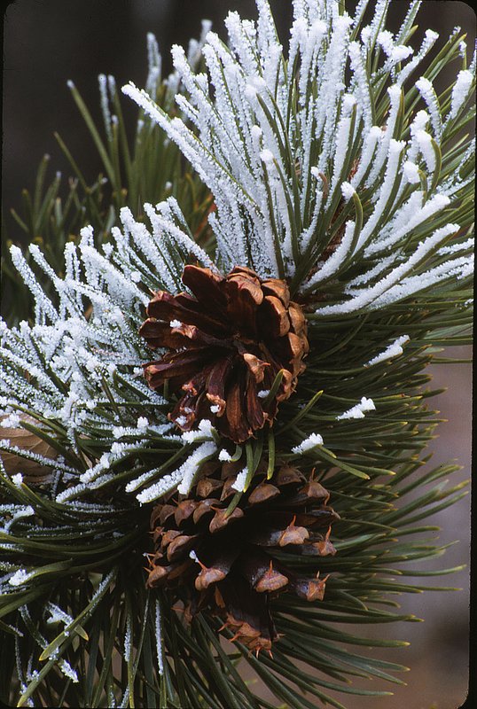 Hoar frost and pine cones Colorado.jpg