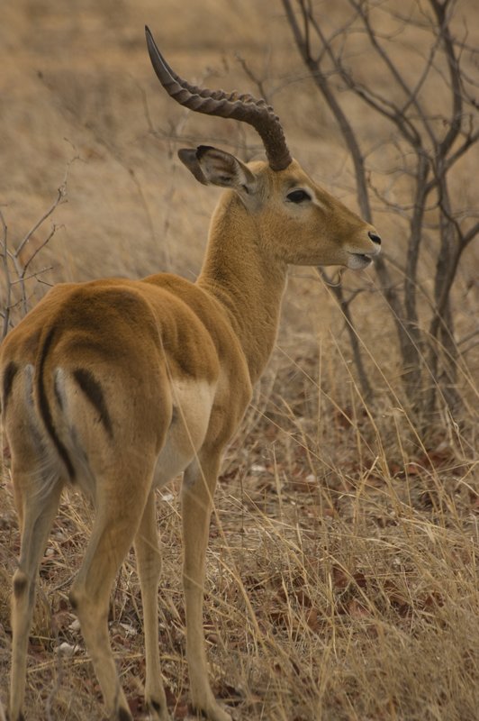 Impala.jpg