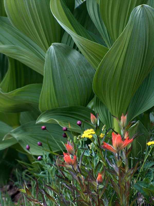 Indian Paintbrush and Corn Lily, San Juan Mountains, Colorado (DPM-0010).jpg