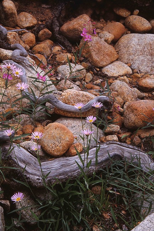 Juniper Roots  Asters Yosemite National Park.jpg