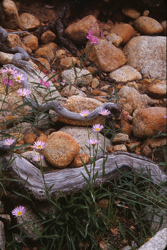 Juniper Roots and Asters Yosemite National Park.jpg