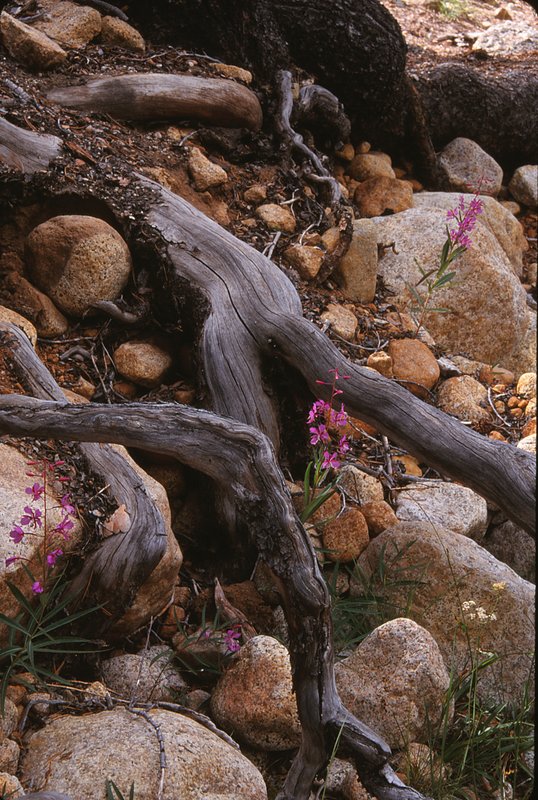 Juniper roots and fireweed Yosemite National Park.jpg
