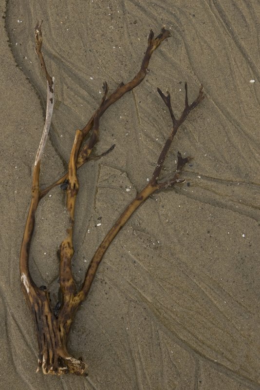 Kelp and Sand Pattern Neptune Beach Oregon 3572.jpg