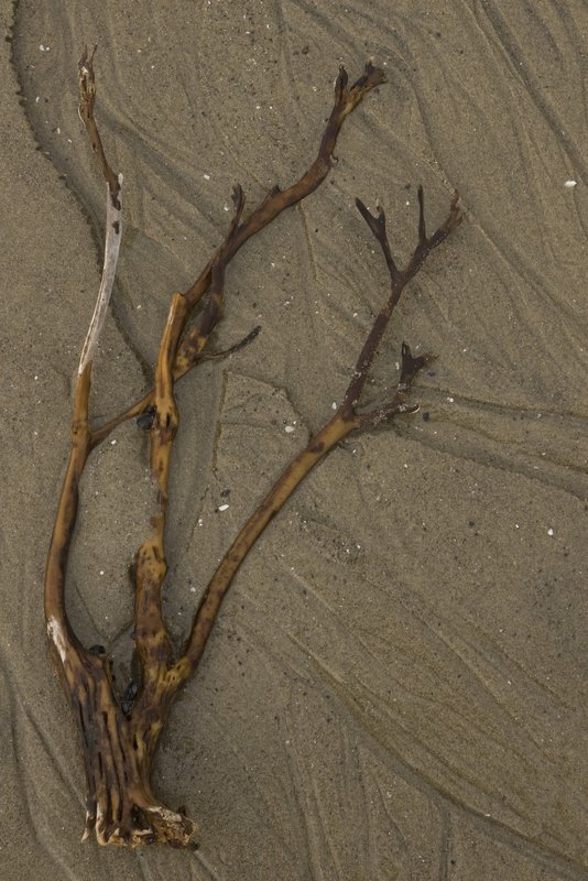 Kelp and Sand Patterns 3572.jpg