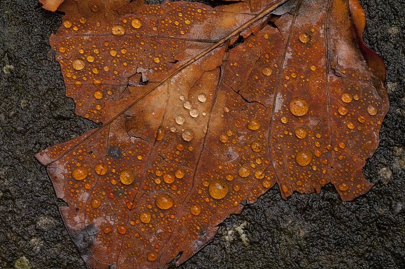 Leaf and Water Droplets New Haven River Vermont (VT-76233).jpg :: Leaf and Water Droplets, Little River, Great Smokies National Park (GS76233-1)