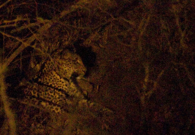 Leopard at Night.jpg
