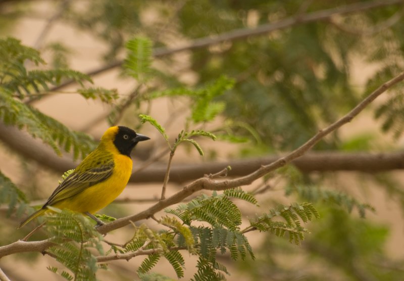 Lesser Masked-Weaver.jpg