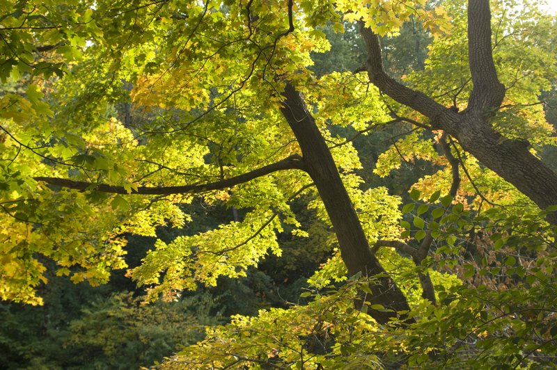 Light Through Maples Wildcat Creek Tippecanoe County Indiana.jpg
