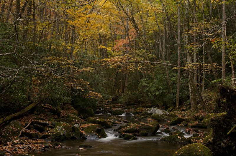 Lynn Prong Creek Fall Great Smokies NP (GS-76352).jpg