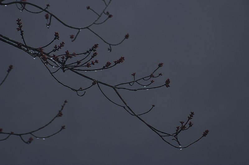 Maple Buds Raindrops and Fog Great Smokies_6113-2.jpg