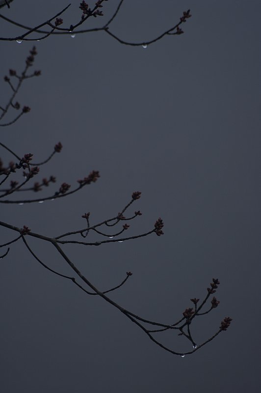 Maple Buds in the Fog Great Smokies_6117-1.jpg