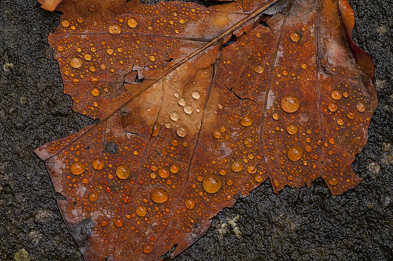 Maple Leaf  Raindrops Great Smokies Photography 12x18 375 Chang 76233-1.jpg