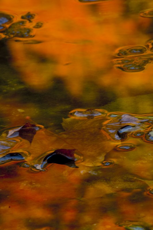 Maple Leaf Wildcat Creek Tippecanoe County Indiana.jpg