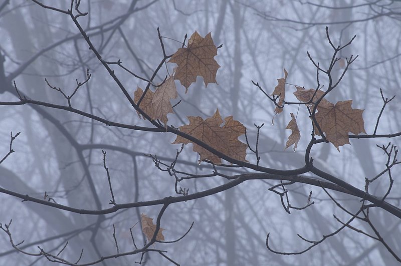 Maple Leaves and Bare Limbs 77698-1c.jpg