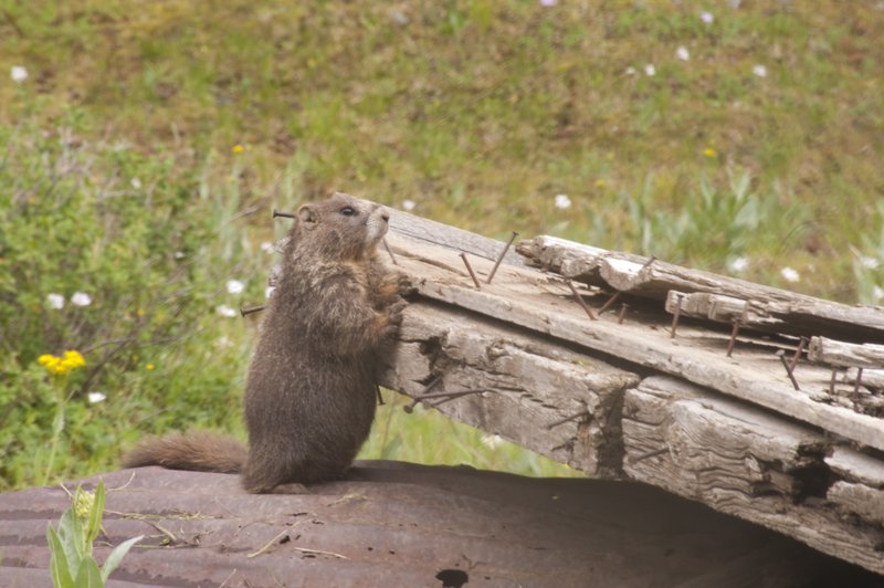 Marmot Alta Ghost Town Colorado (70815).jpg