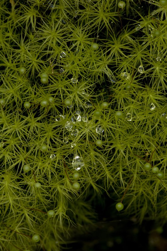 Moss  Raindrops Great Smokies NP (GS-6236-1).jpg