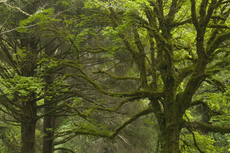 Moss Covered Maple Yachats Oregon 3718.jpg