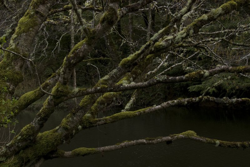 Moss Covered Tree Yachats River Oregon 3740.jpg