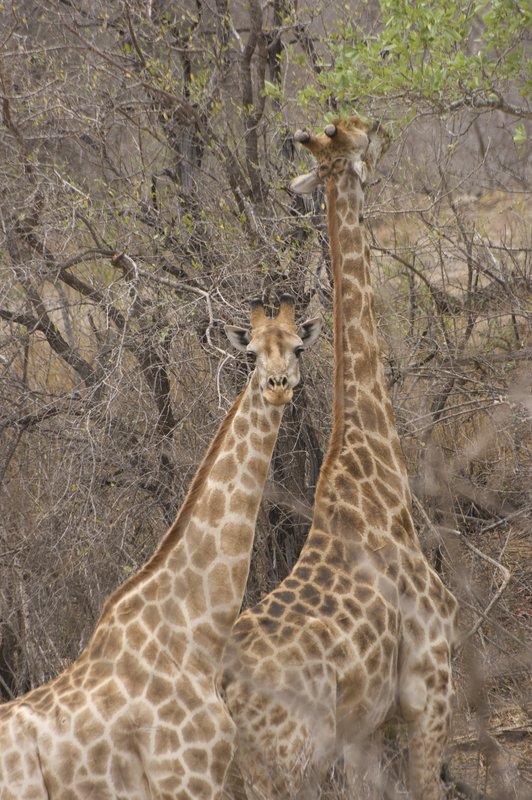 Mother and baby giraffes feeding in the Balalu Game Reserve.jpg