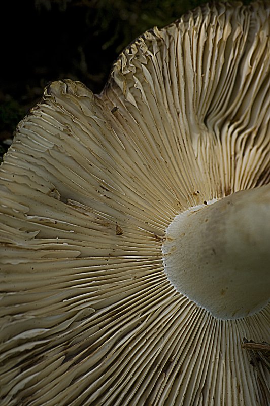 Mushroom Cap IMG7868-21.jpg