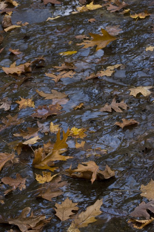 Oak Leaves Potholes Warren County Indiana.jpg