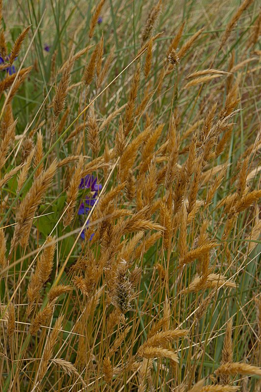 Oats and Sweet Pea Oregon 8592-1.jpg