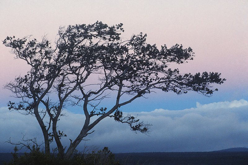 Ohia Tree and Earth Shadow Volcanoes National Park Hawaii (VL-0101).jpg