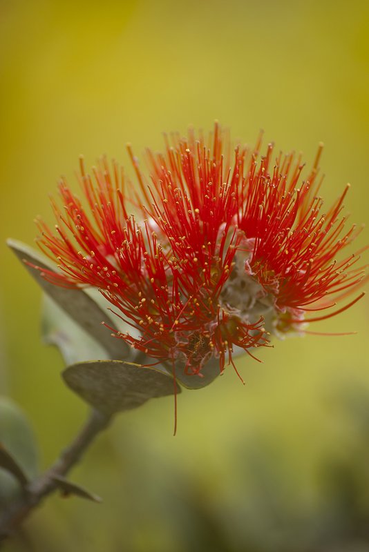 Ohia flower Volcanoes National Park Hawaii 1829-1.jpg