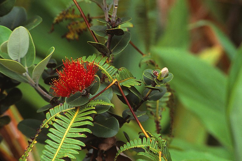 Ohia-lehua and false staghorn Volcanoes National Park Hawaii (PH-0040).jpg
