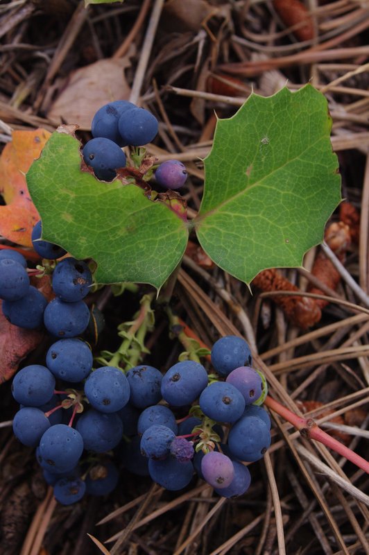 Oregon Grape Flatirons Boulder County Colorado (70003).jpg