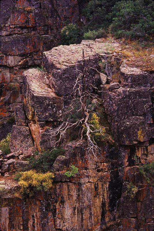 Pine Tree and Cliffs Black Canyon of the Gunnison Colorado.jpg