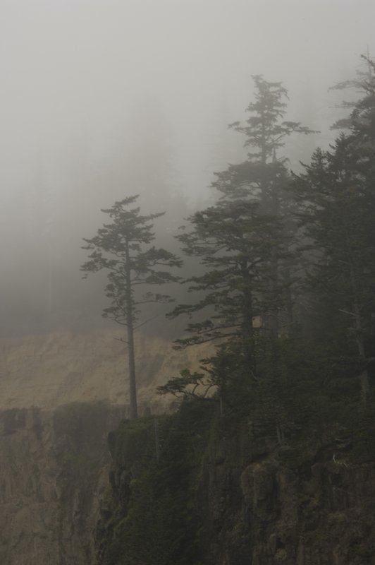 Pines and Cliff Cape Meares Oregon 3598.jpg