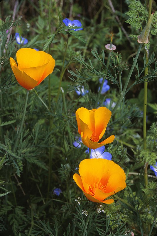 Poppies Colona California.jpg