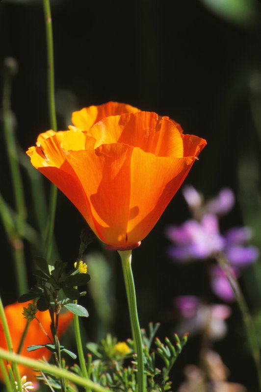 Poppy Cape Perpetua Oregon.jpg