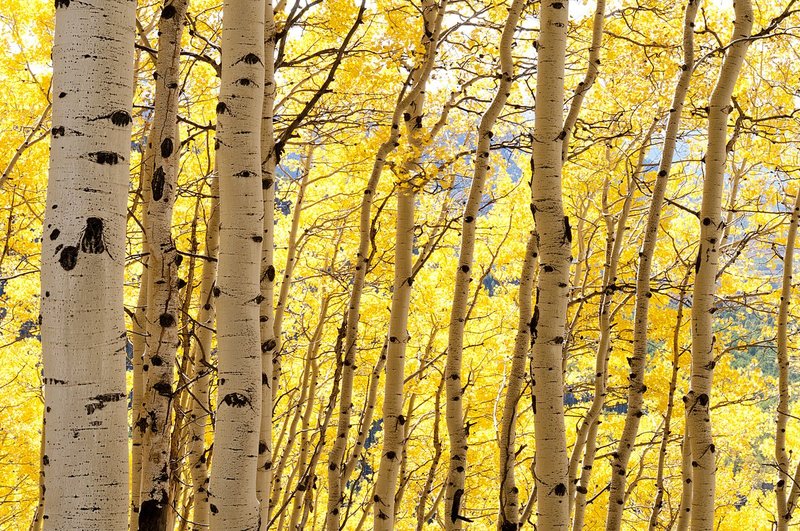 Ranks of Aspens Fall Owl Creek Pass Colorado (CO-74524).jpg