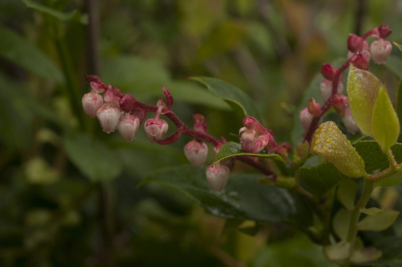 Salal Flowers 4180.jpg