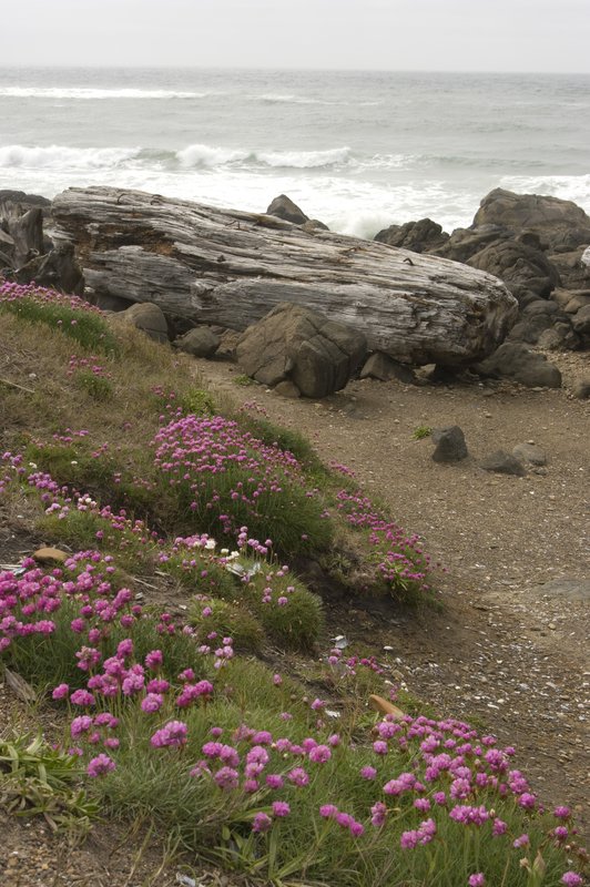 Sea Thrift and driftwood log.jpg